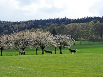 Elstraer Ortsteil Kindisch