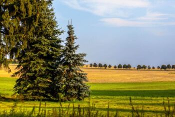 Waldgebiet Massenei bei Frankenthal