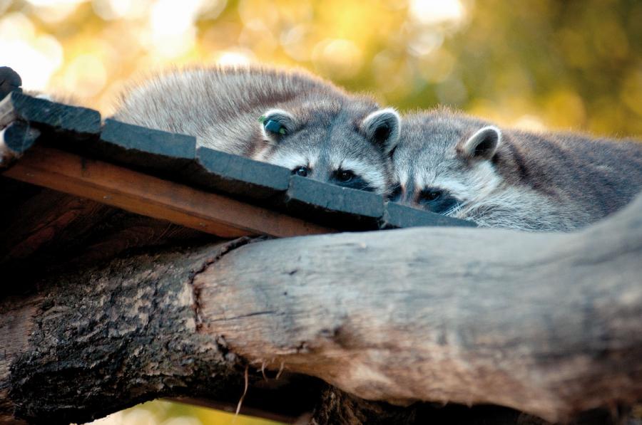 Waschbären im Tier-und Kulturpark Bischofswerda © M. Voigt