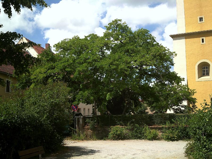 Ältester Maulbeerbaum der Oberlausitz Elstra