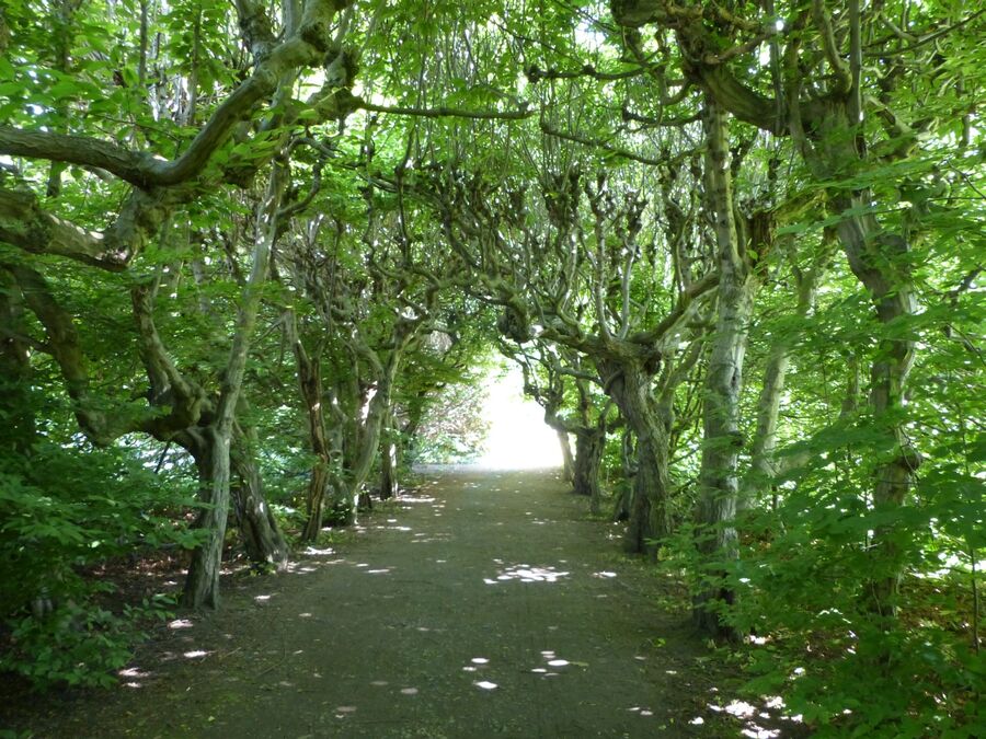 Laubengang im Schlosspark Pulsnitz