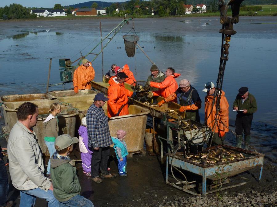 Abfischen an den Rammenauer Teichen